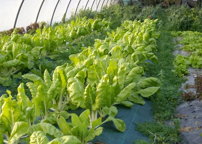 Gospodarstwo wiejskie Aristondo