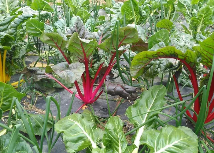 Aristondo * Сан-Себастьян