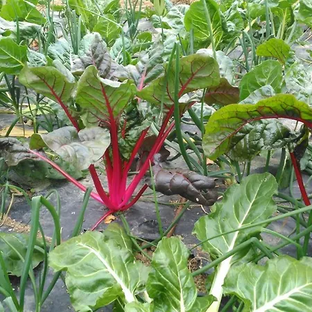 Aristondo * 산세바스티안